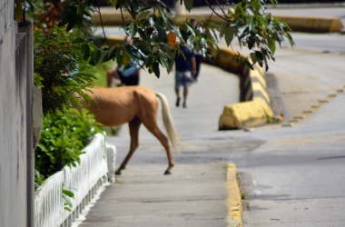 Cavalo solto na Via Expressa (Arquivo AVS)