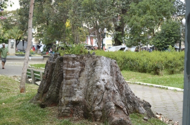 Eucalipto da Praça Getúlio Vargas cortado (Foto: Henrique Pinheiro)