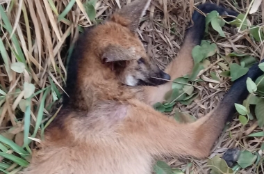 A lobo-guará fêmea encontrado em Cantagalo (Reprodução da web)