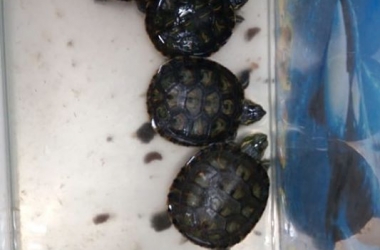 As tartarugas apreendidas (Foto: 151ª DP)