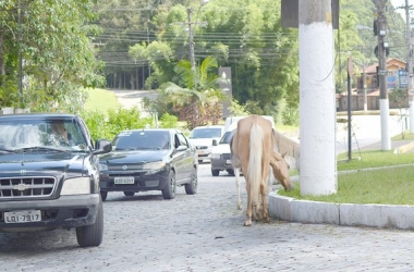 Cavalo solto na rua em Friburgo (Foto:Henrique Pinheiro)
