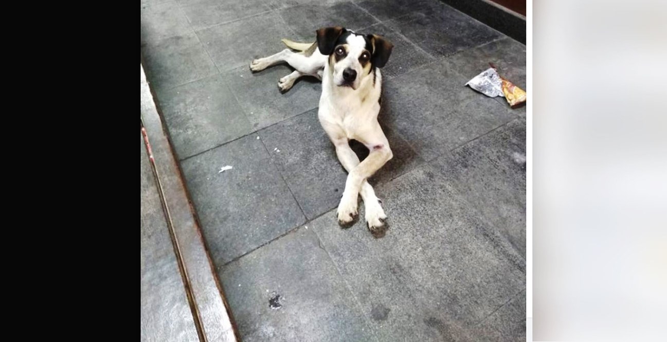 A cadelinha de rua que teve um fim trágico no Carrefour de Osasco (Reprodução da web)