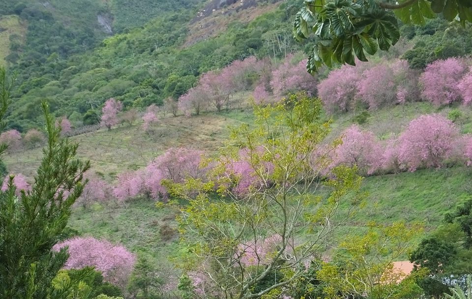 Cerejeiras em flor no sítio dos Matsuoka: fenômeno de duas semanas, apenas (Foto: Divulgação)
