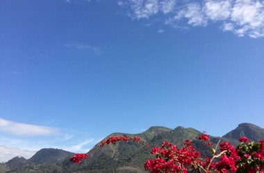 Céu azul e buganvília florida no Bairro Suíço (Foto: Adriana Oliveira)