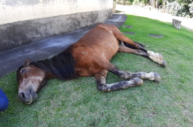O cavalo caído na beira da rua (Foto de leitor)