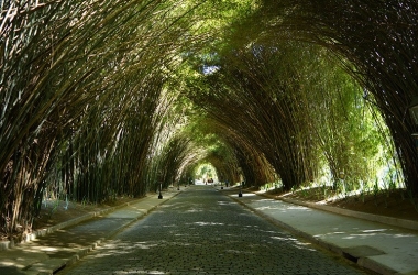 O bambuzal do Country encanta turistas (Arquivo AVS/ Henrique Pinheiro)
