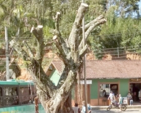 Poda de árvore centenária gera revolta em São Pedro 