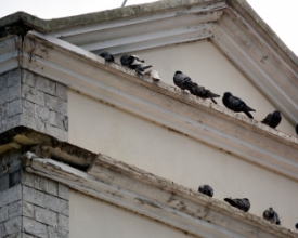 Piolhos de pombos provocam alergia em alunos em Riograndina