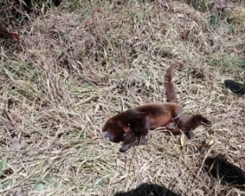 Morte suspeita de macaco na Friburgo-Teresópolis