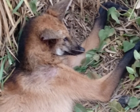 Morre lobo-guará fêmea que apareceu ferida em Cantagalo