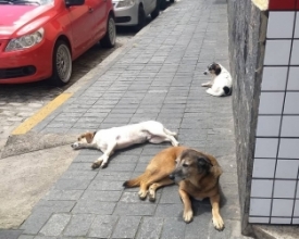 Matilha de cães de rua sofre hostilidades no Centro de Friburgo