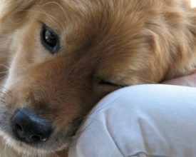 Dia do Veterinário: Cães também podem ter doenças cardíacas