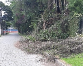 Leitores denunciam galhos de árvores e falta de pavimentação