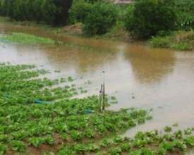 Temporais causam estragos em lavouras de São Lourenço