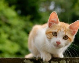 Fórum Municipal de Proteção e Defesa Animal capacita profissionais