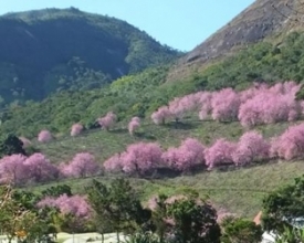 Festa da Cerejeira volta a acontecer neste fim de semana