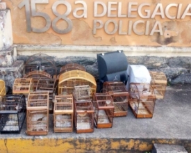 Polícia Ambiental recupera 41 pássaros e prende 5 pessoas