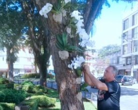 Um colorido a mais nos jardins das ruas e praças da cidade 