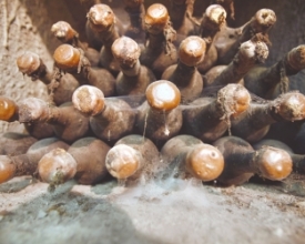 O vinho e a história da humanidade