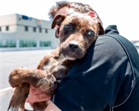Brasil tem 3,9 milhões de animais em condição de vulnerabilidade