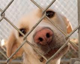 Friburgo tem campanha de adoção de animais sábado