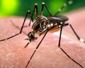 Friburgo registra mais uma morte por febre amarela