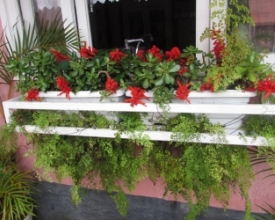 No meu jardim tem um horto Fê-Lis 