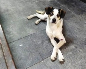Subsecretaria de Bem-Estar Animal promove campanha de adoção de Natal