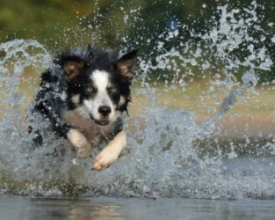 Dez dicas de ouro para proteger seu pet do calor do verão