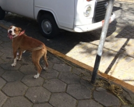 Cão amarrado a poste no Centro comove populares