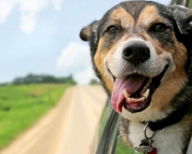Raiva animal: mais nove locais com vacinação neste sábado