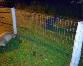 Apesar da instalação de telas, capivara morre atropelada na RJ-116