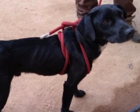 Resgate de cachorro na Fazenda da Laje termina com final feliz
