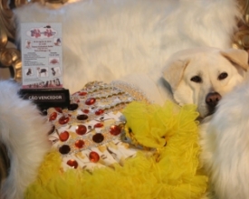 Luz na passarela que lá vêm eles: tem Pet Fashion domingo