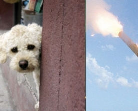 Como proteger animais e autistas com o desrespeito à lei que proíbe soltar fogos