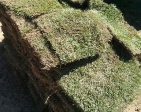 Bachini projeta Centro de Treinamento e novo destino para estádio no Centro