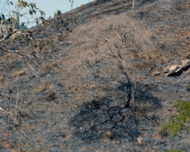 Mesmo com mais de 50% do território formados por florestas, desmatamento assusta