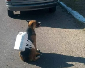 Um pouco de humor: alguns dos memes mais engraçados da greve