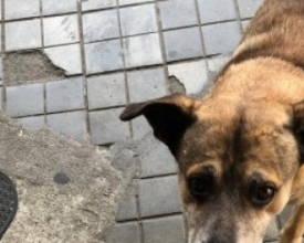 Câmera de loja flagra mulher levando pote de água de cachorros de rua