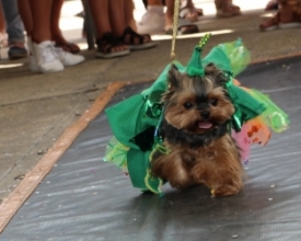 Stela e Deep, os "cãopeões" do carnaval friburguense