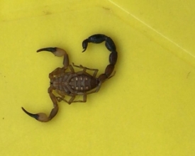 Escorpiões invadem casas em Olaria, Cônego, Tingly e Lumiar