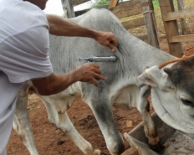 Começa a campanha de vacinação contra a febre aftosa