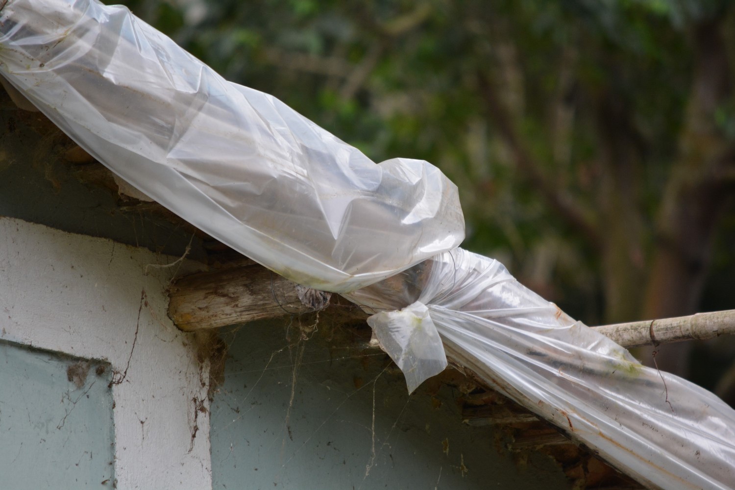 Plástico cobrindo as telhas, para remediar goteiras dentro de casa (Foto: Henrique Pinheiro)