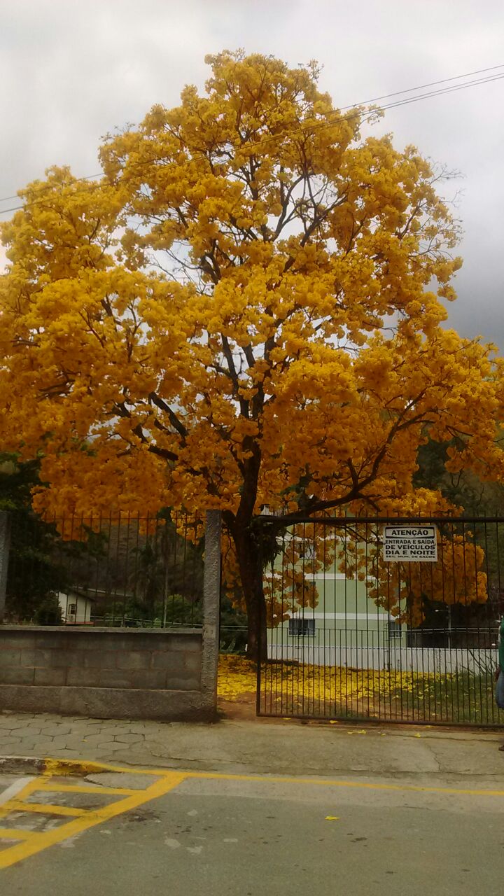 Não é bougainville. Mas o ipê amarelo fotografado por Marlene Souza em Bom Jardim também é estonteante