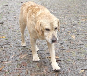 Cão perdido nas Braunes