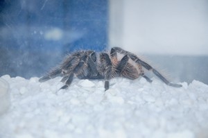 Acidentes com animais peçonhentos: outro risco decorrente das enchentes