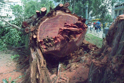 Praça Getúlio Vargas: madeiras de eucaliptos cortados vão para depósito da EBMA