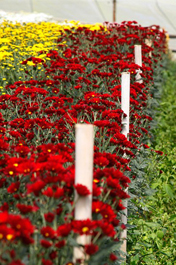 Programa mostra evolução e interiorização das áreas de produção de flores