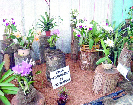 Palácio de Cristal exibe exposição  de orquídeas e bromélias 