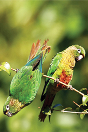 Ana Gadini mostra o amor na  natureza em sua nova exposição